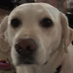 Fundraising Page: Stacy Outwater